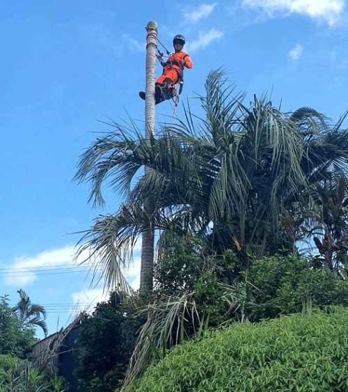 Palm Tree Removal