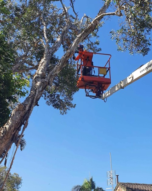 Tree Maintenance